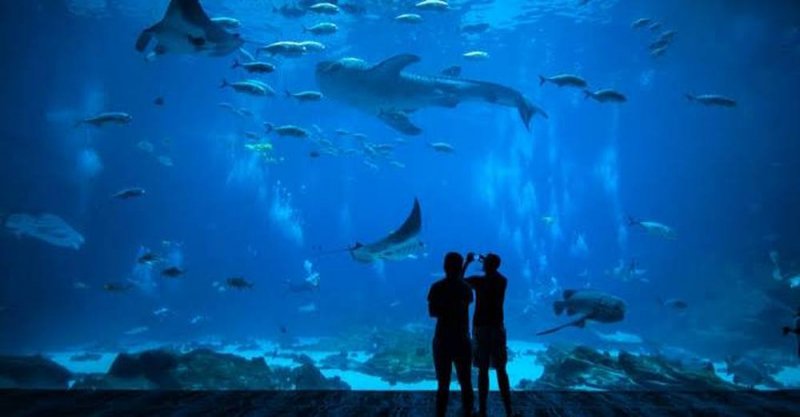 Parque Tepeyac en CDMX tendrá mega acuario más grande de Latinoamérica