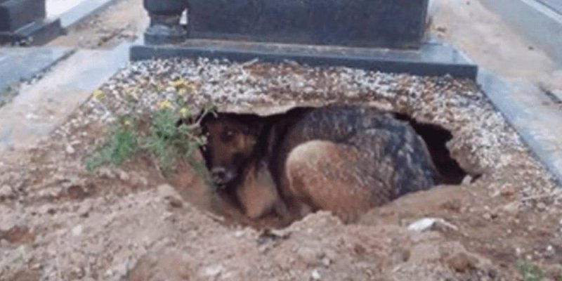 publicaciones/Perrito extraña a su dueño y cava un hueco al lado de su tumba para sentirlo cerca