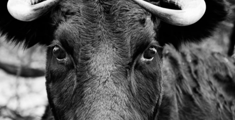 Abuelito muere tras ser mordido por un toro en Jalisco 