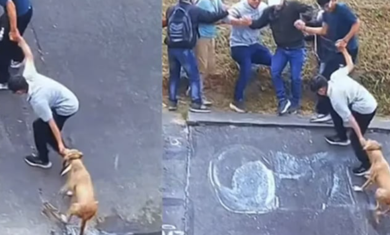 Con cadena humana rescatan a perrito de canal de aguas negrasy