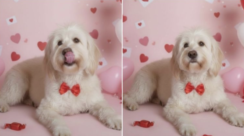 “Busco un corazón que me quiera adoptar”: Velentín, el perrito que fue abandonado en una azotea 