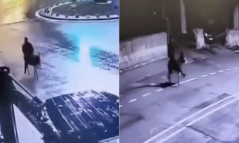 INSÓLITO Ladrón asalta joyería con una carretilla y huye en burro