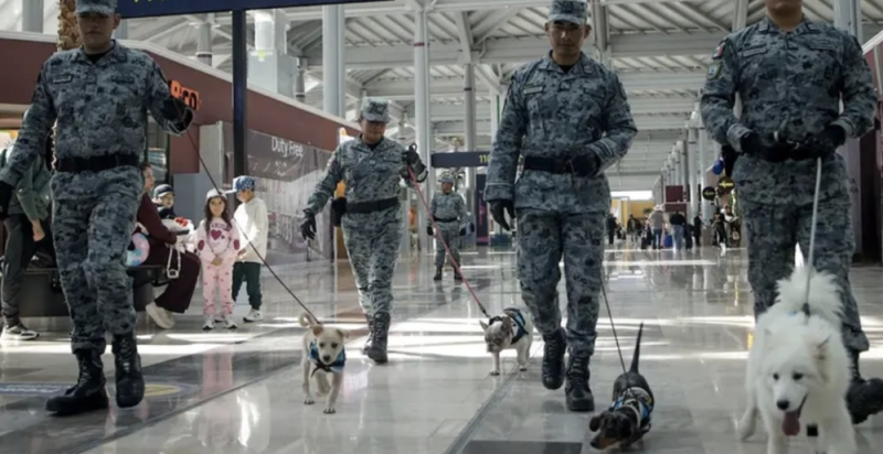 publicaciones/Viajar sin estrés: AIFA incorpora perros de apoyo emocional en sus instalaciones