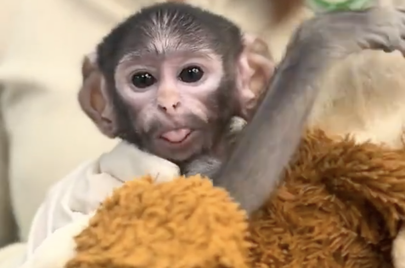 publicaciones/Nace Yuji, el “Punch Tapatío”, que está conmoviendo a todos en el Zoológico de Guadalajara