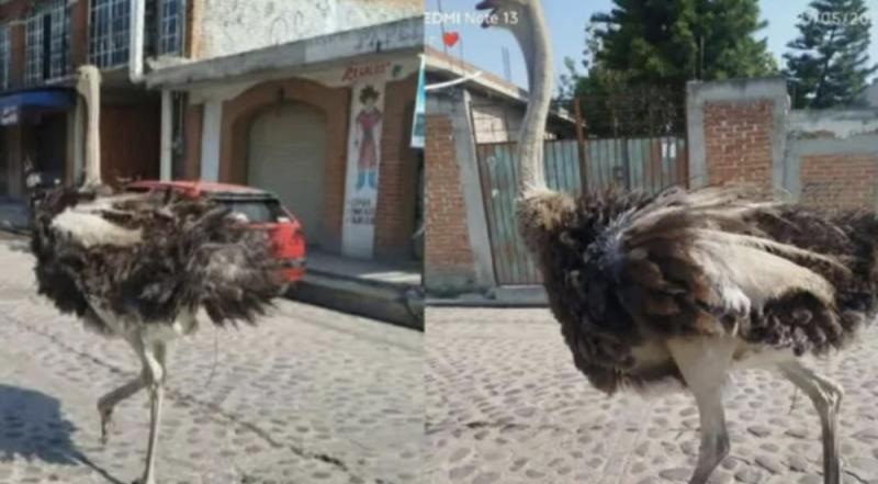 ¡México le gana a la IA! Captan enorme avestruz persiguiendo y golpeando un camión en Edomex