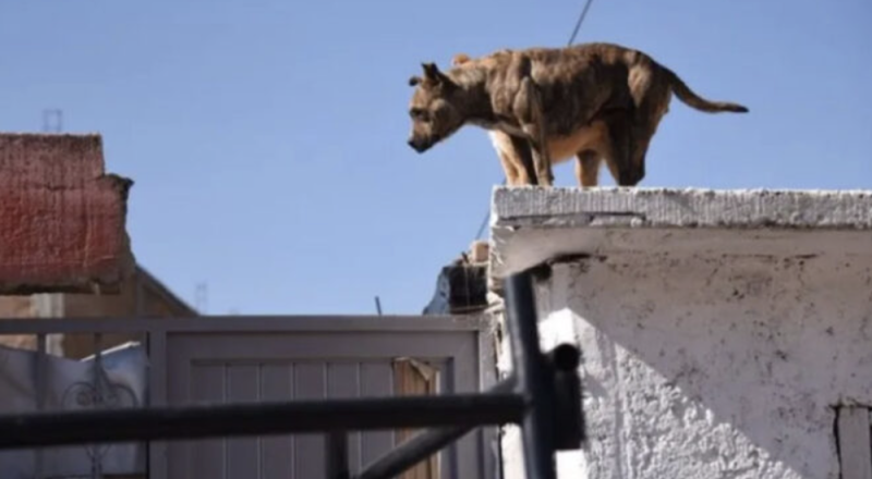 Proponen multas y arrestos para quienes mantengan a sus perros en la azotea en CDMX