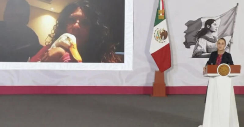 ¡Familia del pato Merlín ya tiene casa! Así lo anunció Sheinbaum en su conferencia mañanera