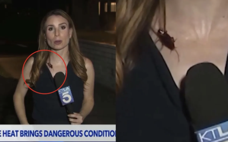 Reportera mantiene la calma en vivo mientras cucaracha le caminaba en el pecho