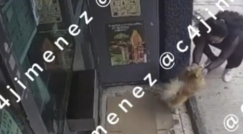 Se roban a Bruno, perrito Pomerania, afuera del local de su dueña en la Gustavo A. Madero