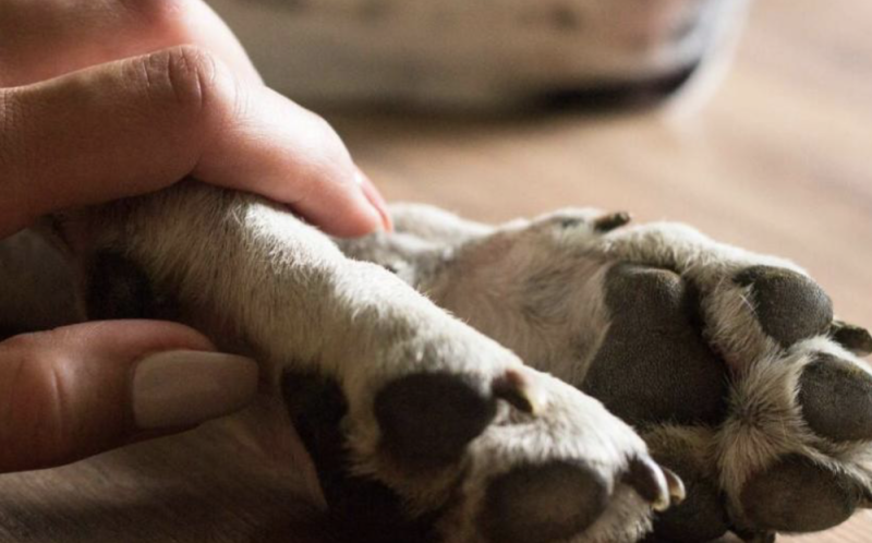 Proponen tres días de permiso laboral por el fallecimiento de una mascota