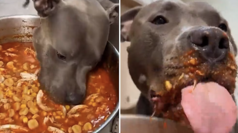 Perrito se vuelve viral tras comerse la olla del pozole de su familia durante las fiestas patrias