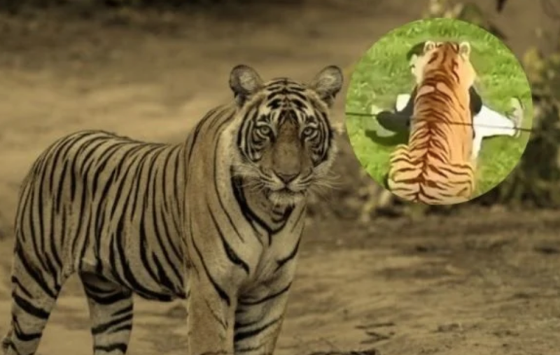 Así fue el desgarrador último pedido del hombre antes de ser ult1m4d0 por un tigre frente a familias