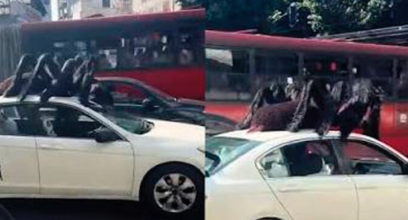Captan en calles de CDMX un auto con una araña gigante que roba miradas rumbo al Día de Muertos