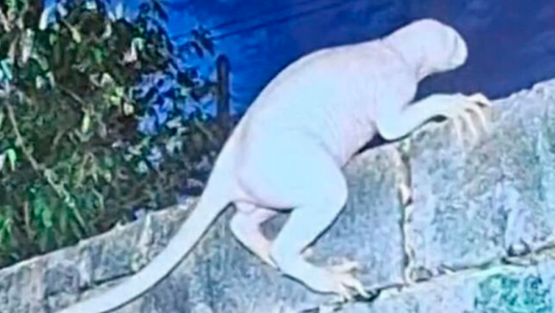¿Alien o nahual? Captan extraña criatura humanoide en Ciudad Juárez tras reportes de ataques 