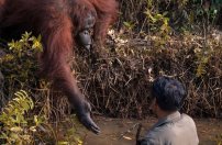 Orangután salva a hombre que se encontraba en aguas llenas de serpientes. 