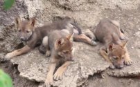 Nacen tres hermosas y tiernas crías de lobo mexicano en zoo “Museo del Desierto”