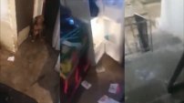 Perros muertos en el refrigerador y más de 30 enjaulados en la casa de mujer poblana 