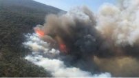 Incendio consume bosque en Tenango, dañando flora y fauna. 
