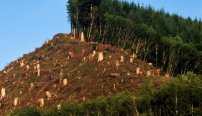 “La humanidad se extinguirá en 20 o 40 años por la deforestación” concluye investigación científica