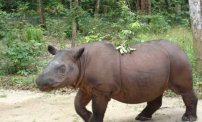 Se extingue el rinoceronte de Sumatra, murió el último ejemplar con vida en la tierra, 