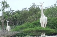 Cazan a jirafa blanca y a su cría, ejemplares casi únicos en el mundo