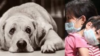 China ordena deshacerse de las mascotas por peligro de coronavirus