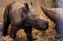 Nace cría de rinoceronte blanco que está al borde de la extinción 