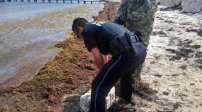 Encuentran paquetes de cocaína entre sargazo de playas en Cancún. 