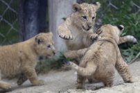 Nacen 3 crías de León del Atlas, especie extinta que fue usada por los gladiadores romanos