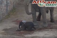 Nace elefantito de 100Kg en Africam Safari (VIDEO) 