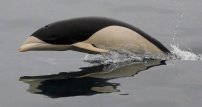 Captan por primera vez al “Delfín Liso”, la especie más bella y rara de este mamífero. (VIDEO)