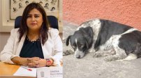 Diputada propone deshacerse de perros y gatos callejeros por molestos y apestosos