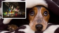 Cancelan pirotecnia en festejos patrios para no dañar a los perros