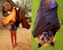 Especie de murciélago GIGANTE se VIRALIZA y sorprende en redes sociales