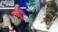 Murió Mati, la perrita que fue brutalmente violada por un hombre en Neza