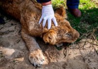 Zoológico mutila garras de leona para que pueda convivir con visitantes. 