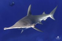 Tiburón martillo en grave peligro de extinción, México uno de los principales responsables. 