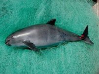 ¿Por qué solo quedan 10 ejemplares de Vaquita Marina?