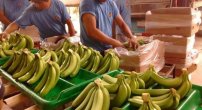 México comenzará a exportar plátano a China en un mes, a pesar de EU. 