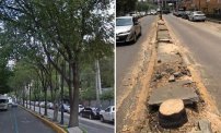 Sheinbaum multa con 50 millones de pesos contra Mitika por talar árboles ilegalmente. 