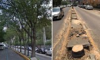 Sheinbaum multa con 50 millones de pesos contra Mitika por talar árboles ilegalmente. 