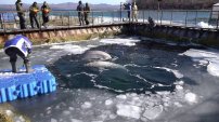 Rusia se compromete a la liberación de aproximadamente cien ballenas destinadas para comercio ilegal