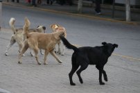 Perros de la calle encuentran fosa con restos humanos en Ecatepec