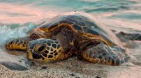 Tortuga trata de desovar en la playa donde nació; ahora es un aeropuerto (FOTO).