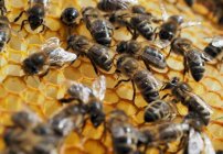 UNAM: abejas mexicanas en peligro de extinción por exceso de fumigantes