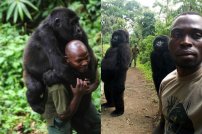 Esta es la impactante historia de la selfie con los gorilas en plena selva