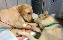 Perro entrenado para ayudar a pacientes se hace viral en redes