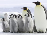 El Cambio Climático ha provocado la extinción de colonias completas de pingüinos