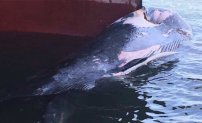 Ballena se incrusta en barco carguero con destino a Colima (VIDEO)