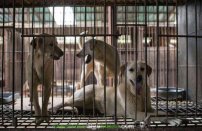 Esta fue la reacción de un perrito que rescataron de un matadero